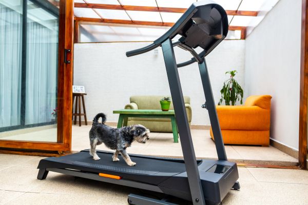Treadmill Installation in Freehold