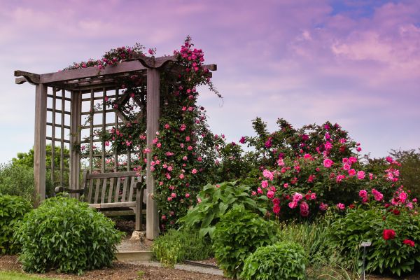 Trellis Restoration