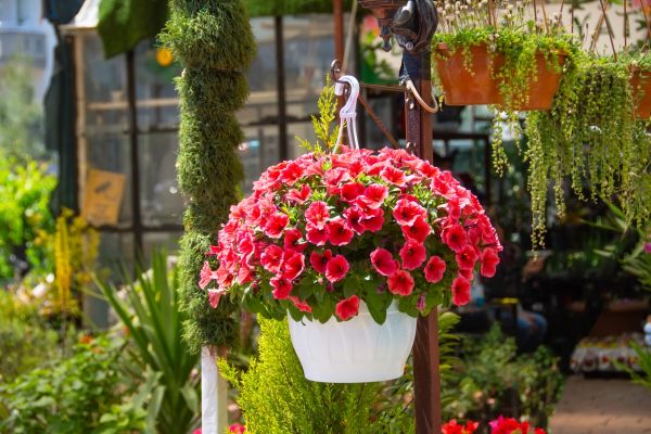 Hanging Planter Installation Service