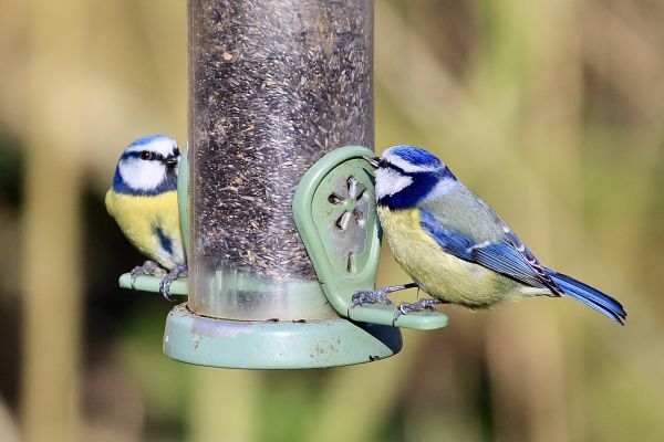 Bird Feeder Mounting Service in Freehold