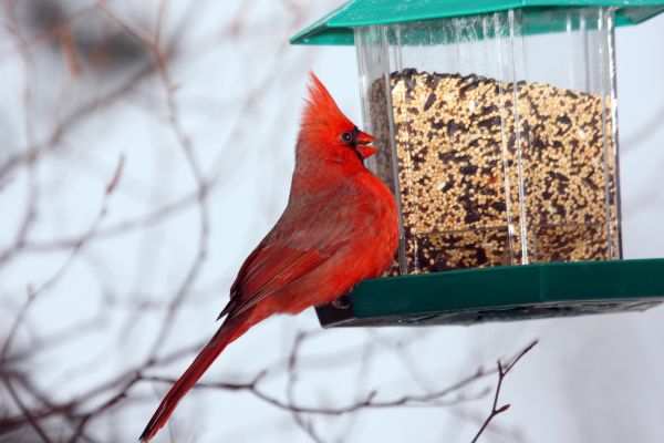 Bird Feeder Hanging in Freehold